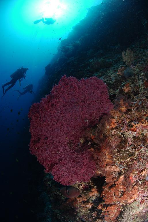 Bunaken Divers Sea Breeze Resort Zewnętrze zdjęcie